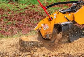 Best Tree Risk Assessment  in Newark, NY