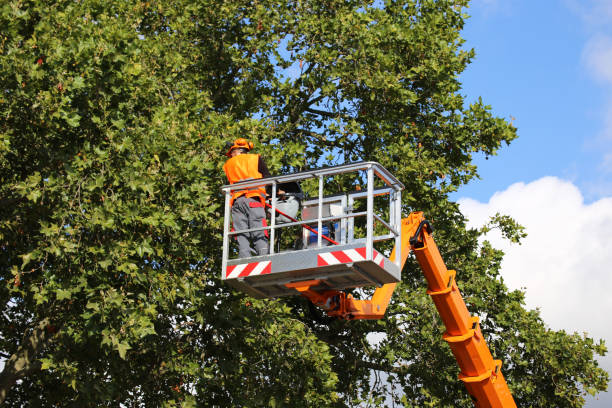 How Our Tree Care Process Works  in  Newark, NY